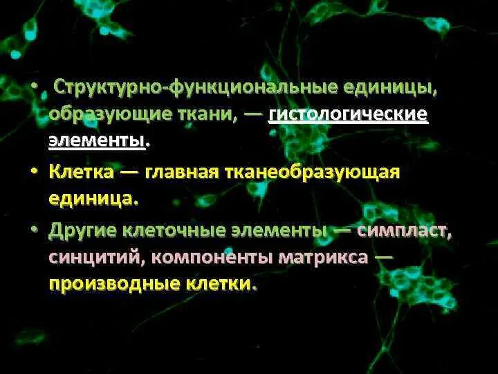 Что является функциональной единицей