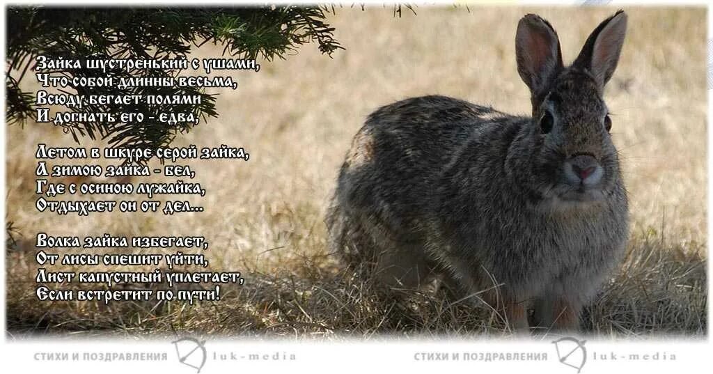 Стишки про зайку для малышей. Стих про зайчика. Детские стихи про зайчика. Стихи про зайку для детей 2 лет. Стихи про зайцев.