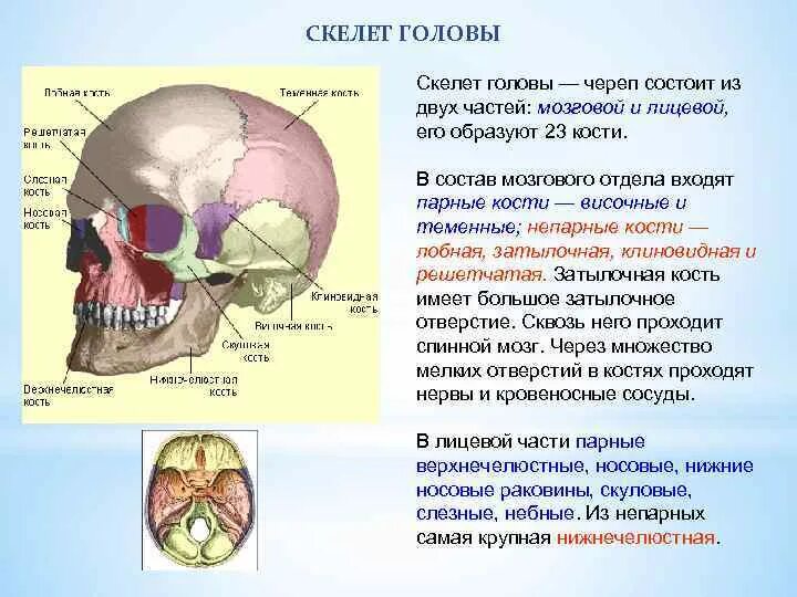 Скелет головы мозговой отдел парные кости. Скелет головы строение и функции. Скелет головы отделы кости мозгового черепа. Скелет головы череп мозговой отдел лицевой отдел. Мозговая лицевая часть черепа