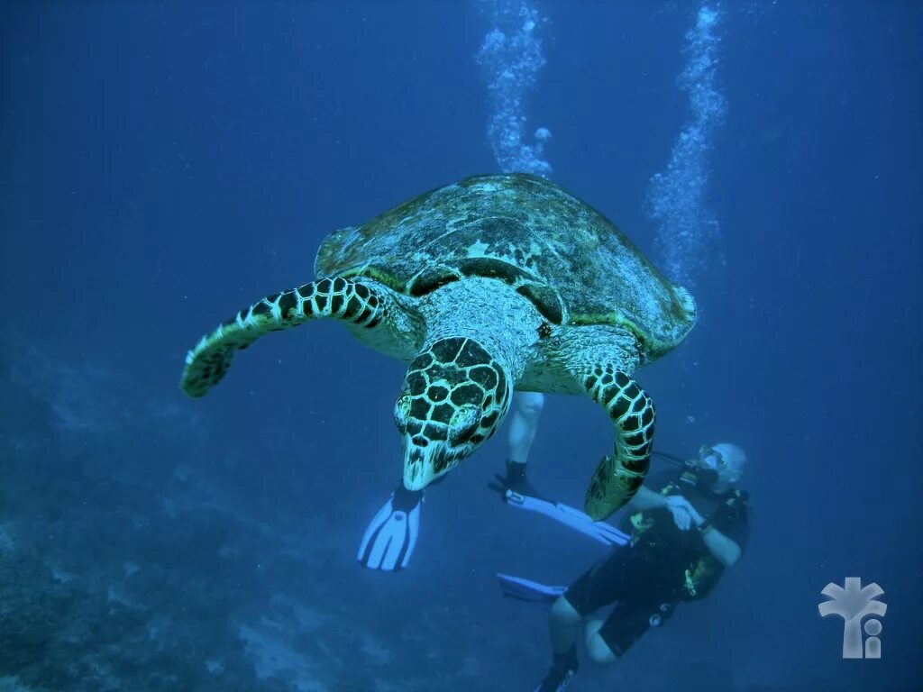 Turtle quest