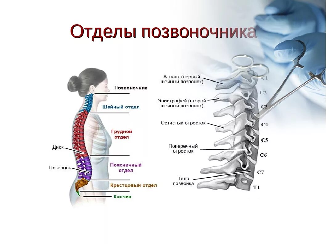 Грудной отдел позвоночника это. Шейный отдел позвоночника сбоку. Грудной отдел позвоночника название позвонков. Шейный отдел позвоночника строение и функции позвонков.