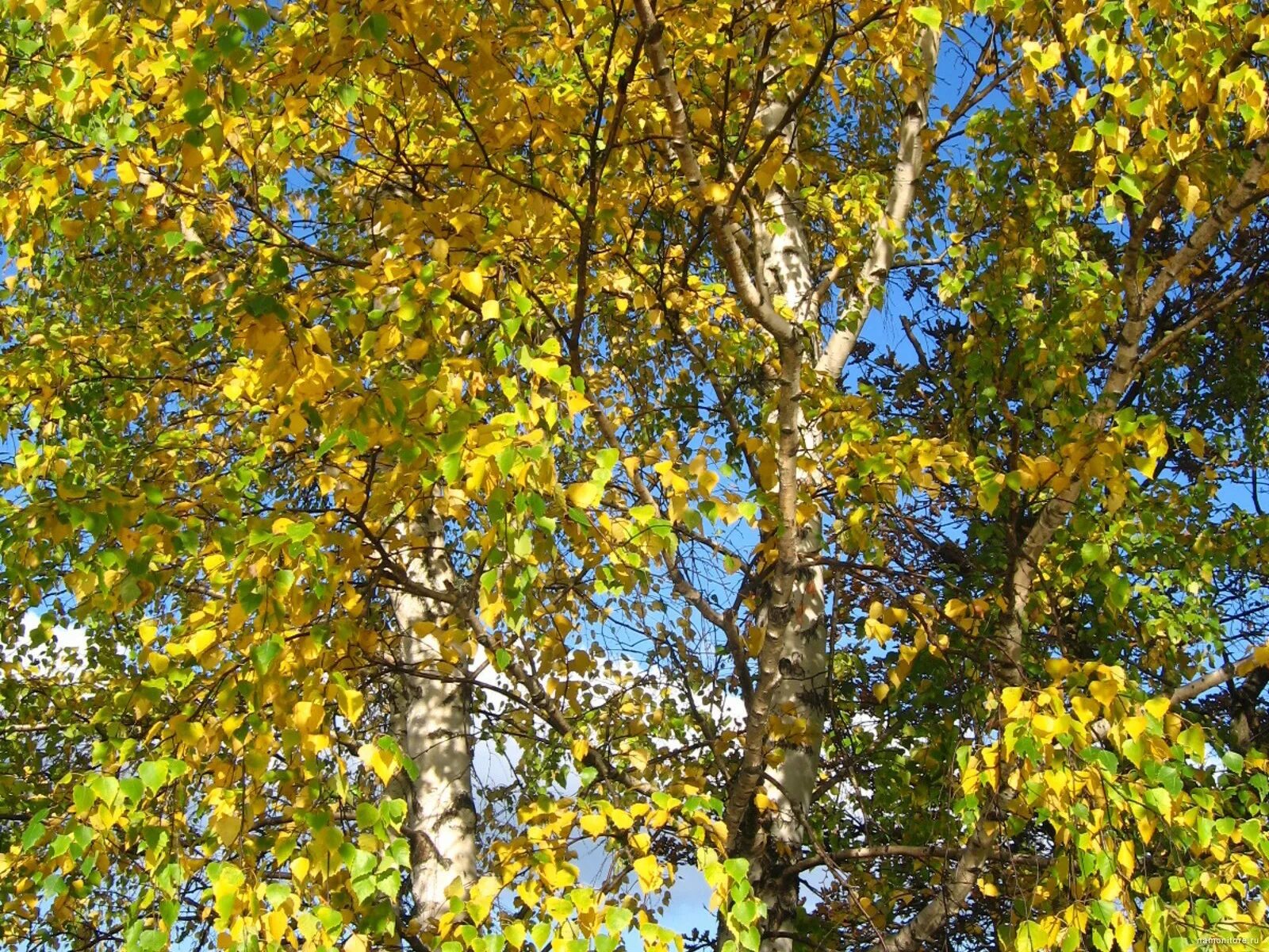 Березка пожелтела. Береза желтая (Betula costata). Береза ребристая – Betula costata. Желтая береза дальнего Востока. Берёза жёлтая ребристая.