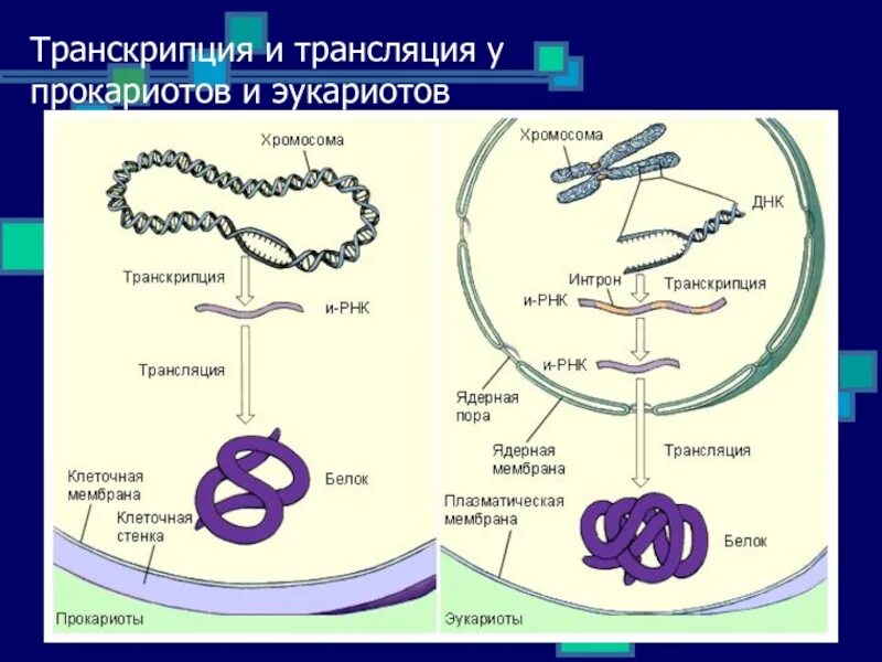 Биосинтез белка прокариот и эукариот. Схема синтеза белка у прокариот и эукариот. синтез белка схема у эукариот. биосинтез белка в клетках эукариот. биосинтез белка у прокариот схема.