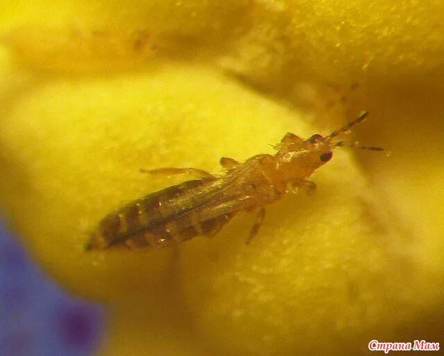 Западный цветочный трипс фото Трипс BioChemTech IPM