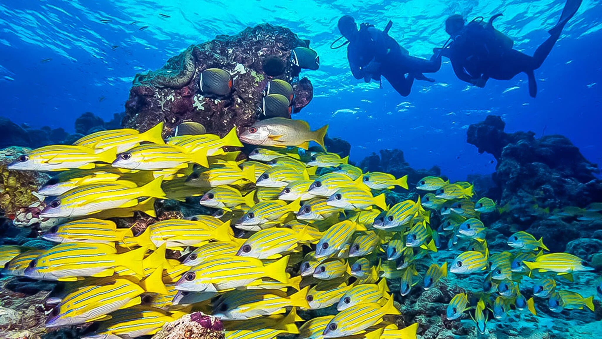 Reef tourism. Банановый риф Мальдивы остров. Мальдивы заповедник Ханифару Бэй. Рифовые рыбки Мальдивы. Морской заповедник Ханифару Бэй (Атолл Баа).