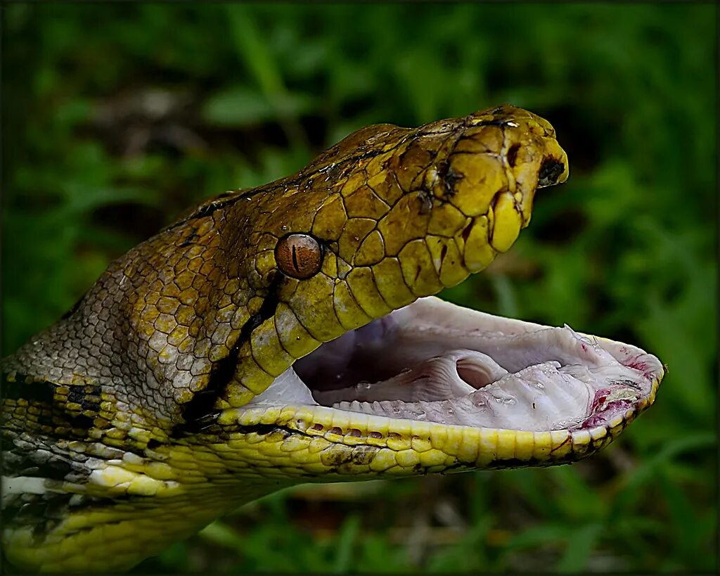 Snakes are longer. Змея сетчатый питон. Удав сетчатый питон. Сетчатый питон 7.5 метров. Габонский питон.