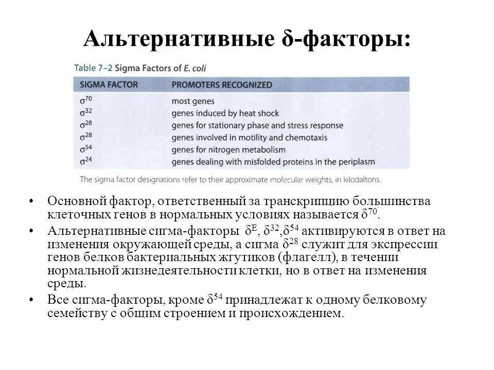 Сигма фактор. Сигма фактор транскрипции. Сигма фактор у бактерий. Разнообразие Сигма факторов.