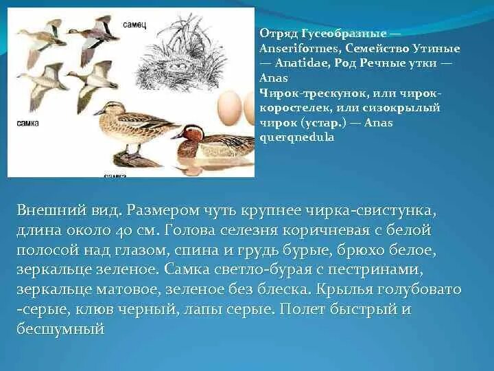 Гусеобразные птицы особенности строения. Отряд гусеобразные строение. признаки отряда гусеобразные. гусеобразные характерные признаки. отряд гусеобразные общая характеристика.