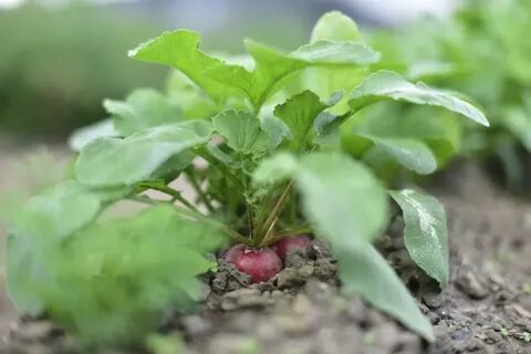 Чем полезны листья редиски