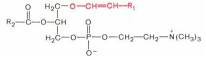 Плазмалоген гидролиз. Плазмалоген. Алкил глицерол. Плазмалогены это биохимия. Плазмалоген.