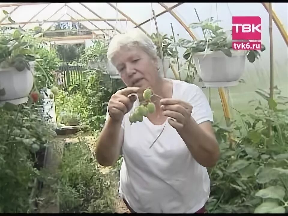 Огородных девиц с тетей таней
