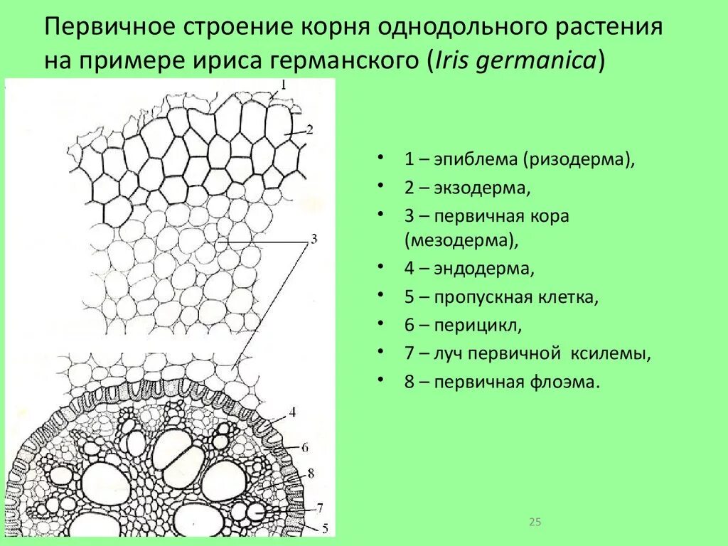 Строение однодольного и двудольного стебля. Анатомическое строение корня двудольных растений. поперечный срез корня однодольного растения. строение корня однодольного растения. анатомическое строение стебля однодольных.