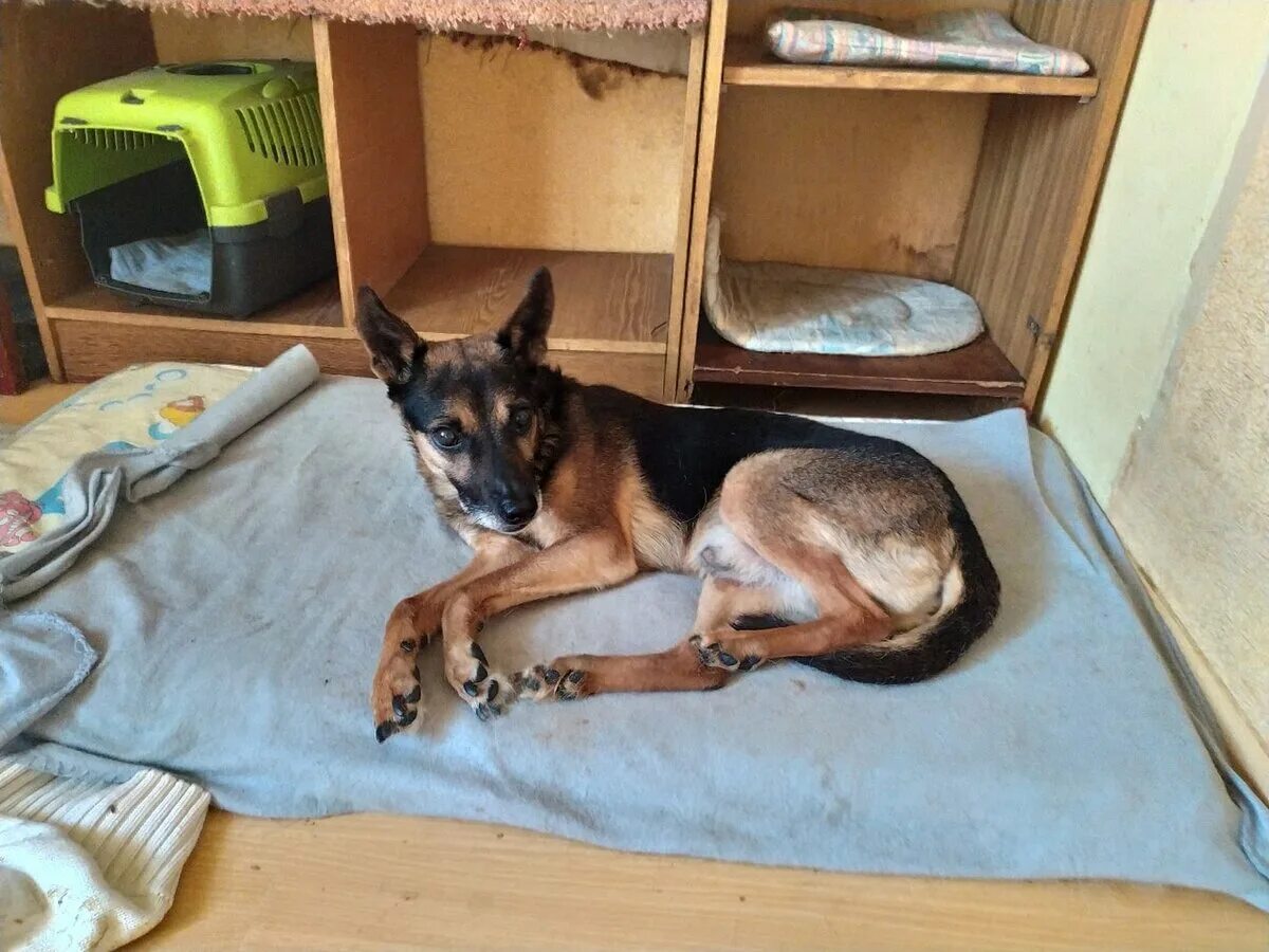 Мими кися приют донецк. Женщина есть людей и животных фильм. Собаки в милькова приют четыре лапы. Кися, мися, кися миссии хаги ваги. Кот рексик.