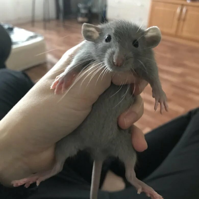 Крысы дамбо взрослые голубые. Крысы дамбо взрослые. Взрослая крыса. Крыса и крыса дамбо. Взрослая крыса.