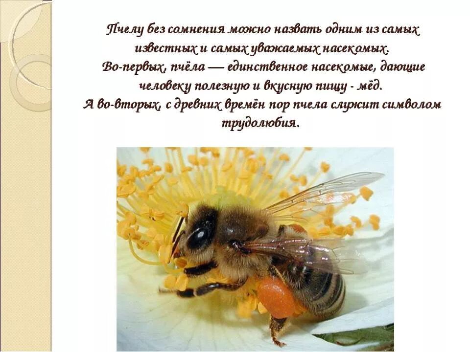 пчела для детей. важные факты о пчелах. рассказ о пчелах. проект про пчел для детей. пчела краткое описание.