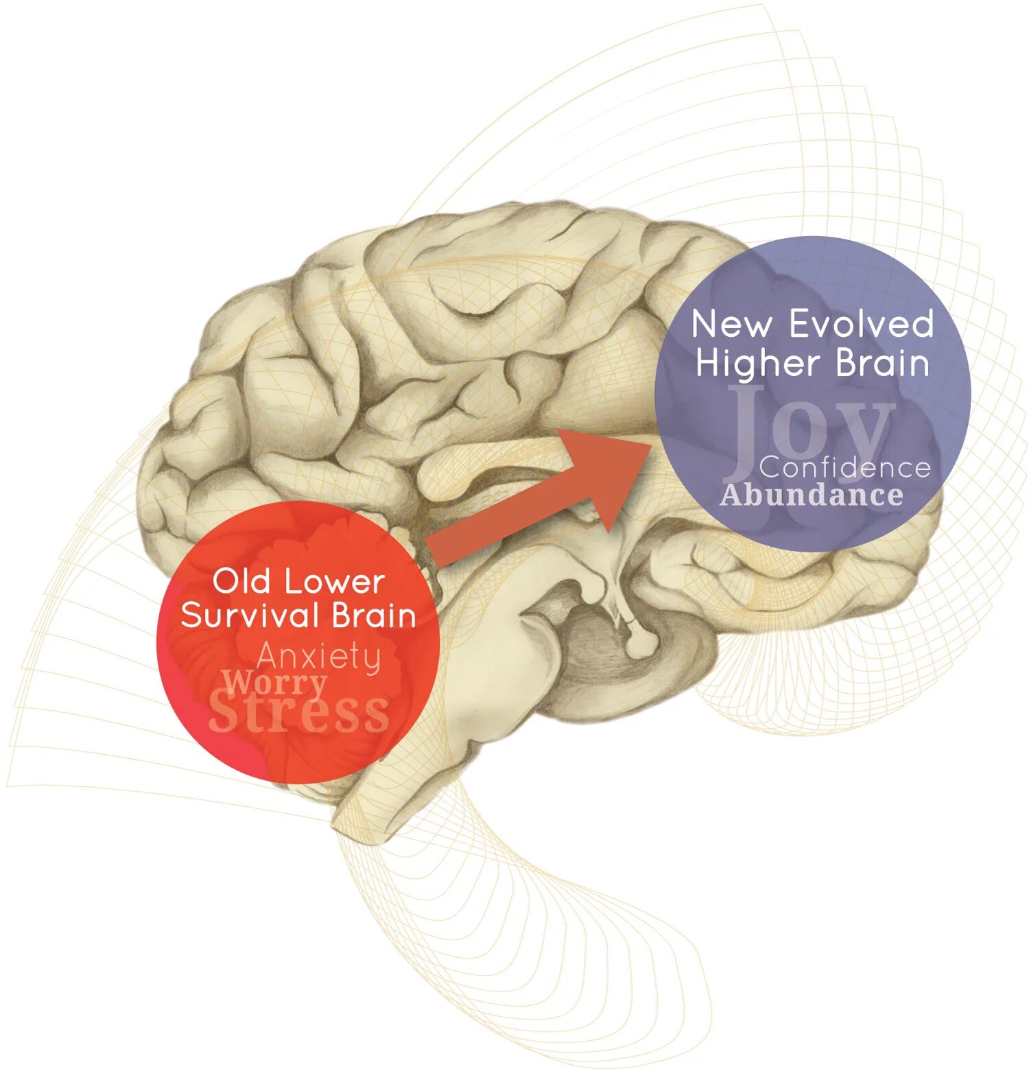 High brains. Стресс и мозг человека. Тревога мозг. Нейропсихология мозг лого. Закачка в мозг.