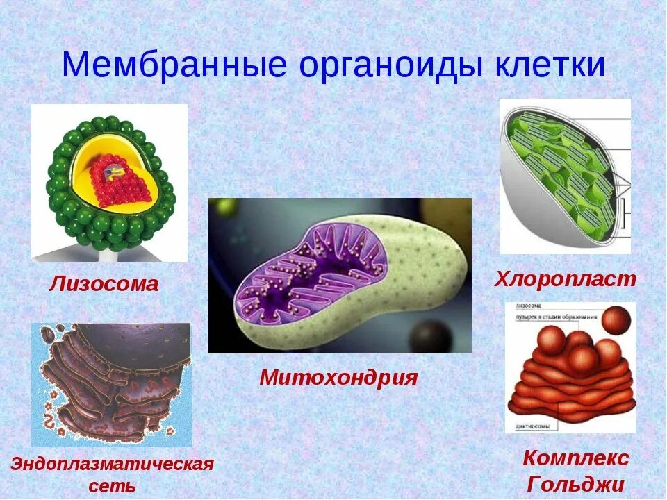 Мембранные органоиды рисунок. Мембранные органоиды это в биологии. Немембранные органоиды клетки. Строение мембраны органоидов клетки. Лизосомы двумембранные