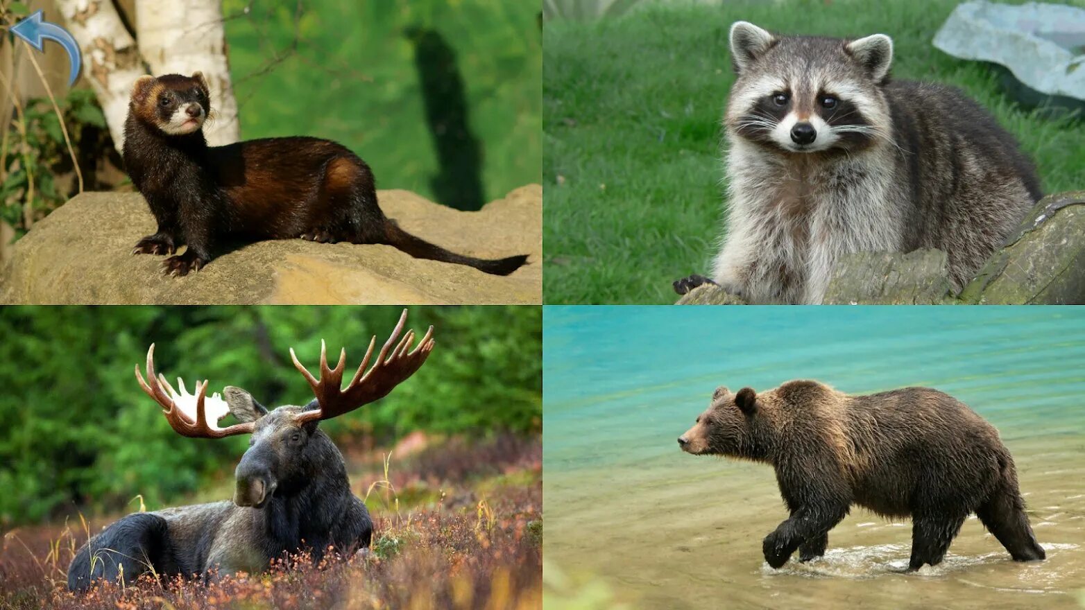 Малыш учит животных полная. Cleverbit animals. Учим животных. Карточки домана животные мира. Cleverbit малыш учит животных.