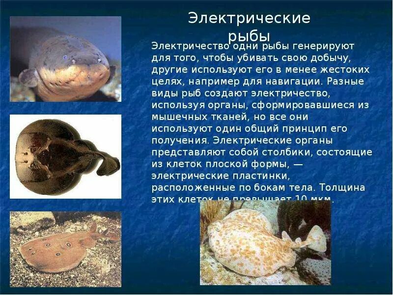 Электрические органы ската. Нильский дракончик. Электрические виды рыб. Электрические виды рыб. Электрический угорь амазонки.
