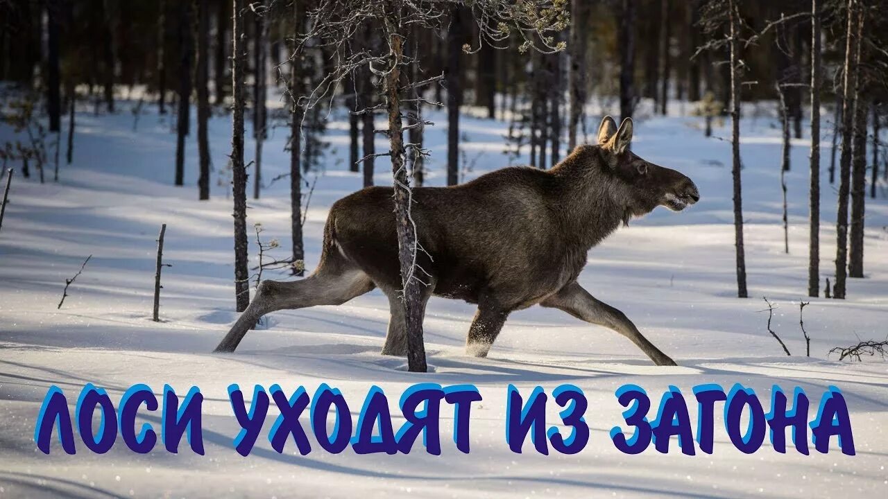 Лось ушел. Лось уходи.