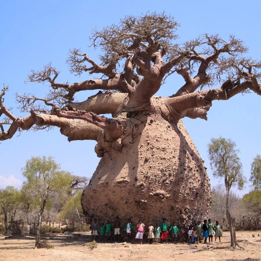 Баобаб цветение цветение. Аллея баобабов мадагаскар. Аллея баобабов мадагаскар. Балбаб. Балбаб.