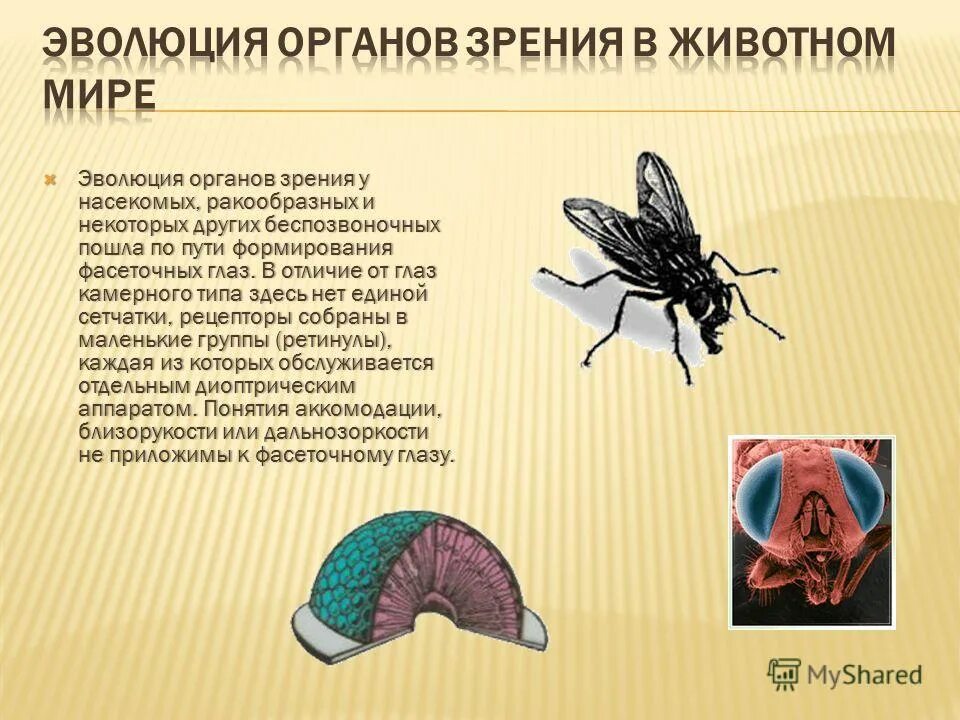 отличия членистоногих от других животных. тип членистоногие 7 класс биология. у насекомых в отличие от других беспозвоночных. классификация членистоногих схема. у насекомых в отличие от других беспозвоночных.