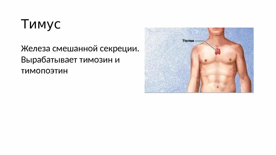 Тимозин и тимопоэтин в тимусе вырабатывают клетки
