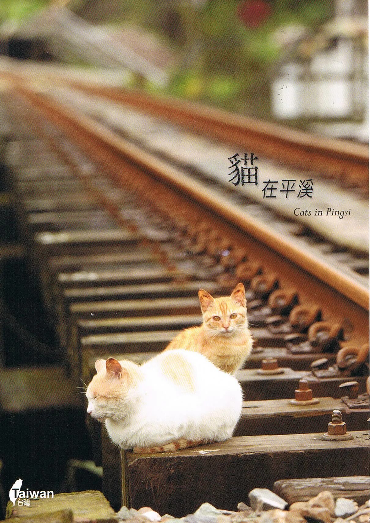 Кот железная дорога. Железная дорога и котики. Кот на железной дороге. Кошачья железная дорога. Котик на ЖД.