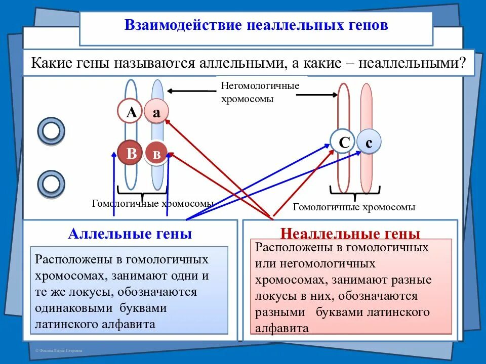 Аллельные и неаллельные гены взаимодействие. Взаимодействие между неаллельными генами. Аллельные гены и неаллельные гены. Гомологические хромосомы аллельные гены. Наследственное взаимодействие