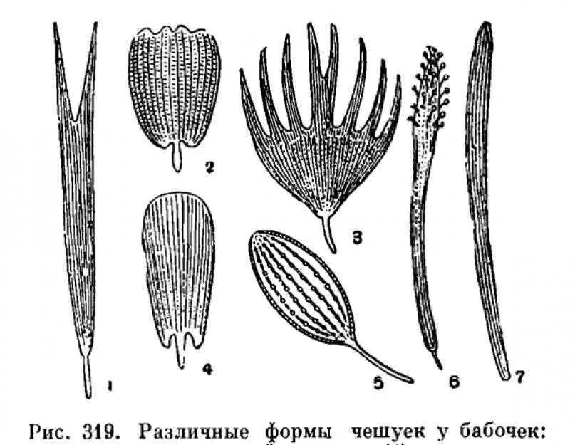 Чешуекрылые чешуйки. Типы чешуек у бабочек. Строение чешуйки бабочки. Чешуйки бабочек форма.