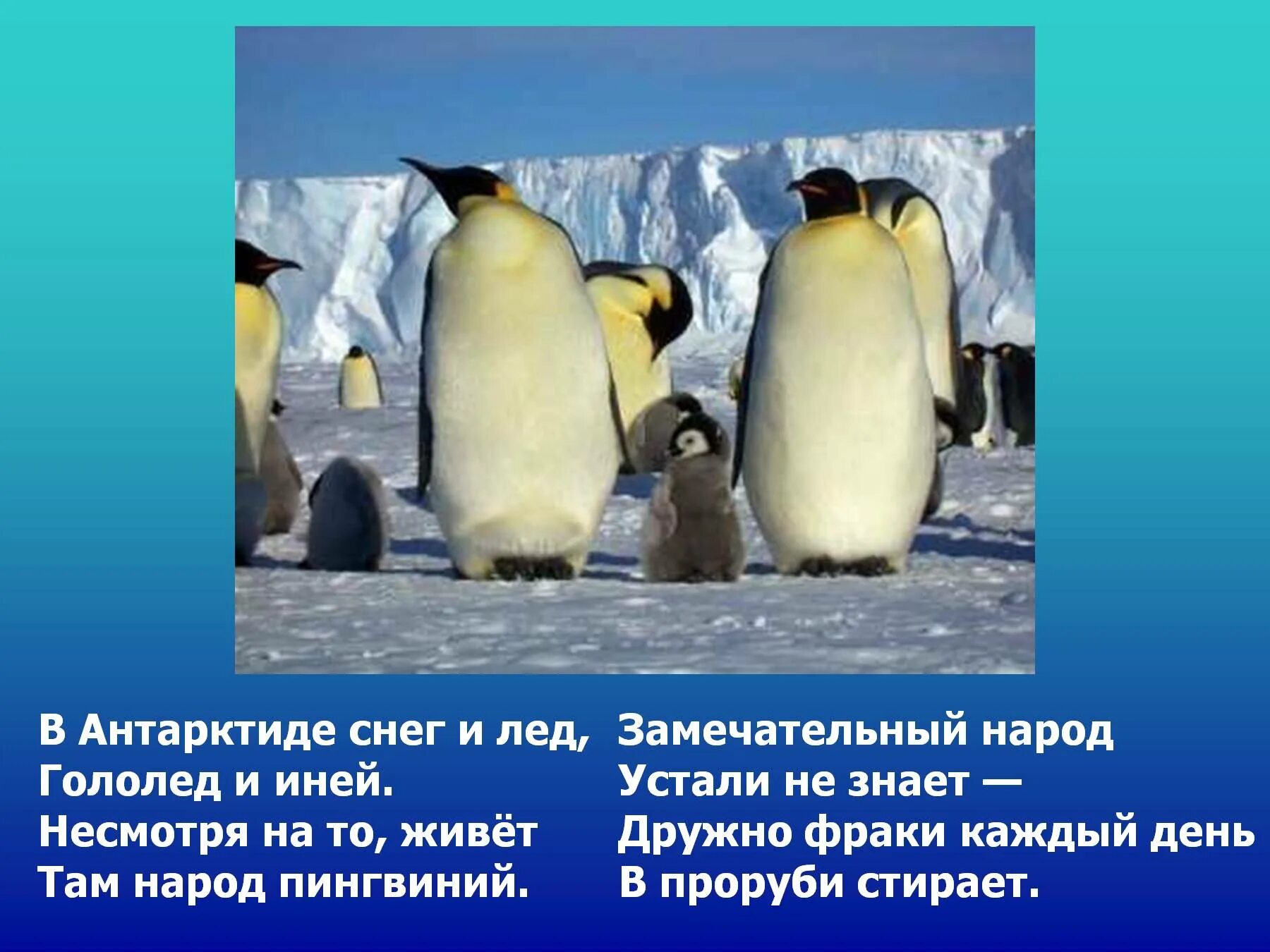 Текст про антарктиду. Антарктида для детей. Антарктида для дошкольников. Антарктида презентация для детей. Обитатели Антарктиды для детей.