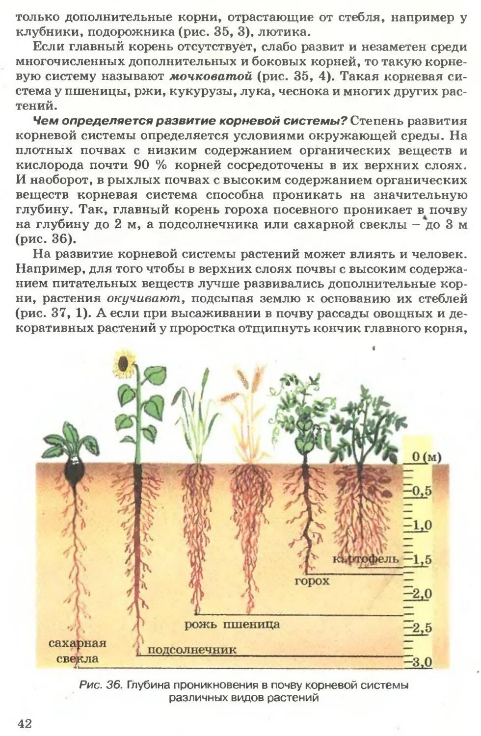 Корневая система растений глубина. Корневая система огурца глубина. Корни растений на разной глубине.