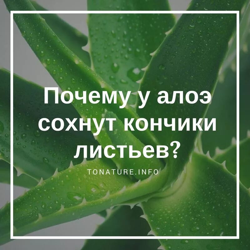 Почему желтеют листья алоэ. Листья столетника. у алоэ желтеют кончики листьев. почему у алоэ желтеют кончики листьев. как правильно посадить алоэ.