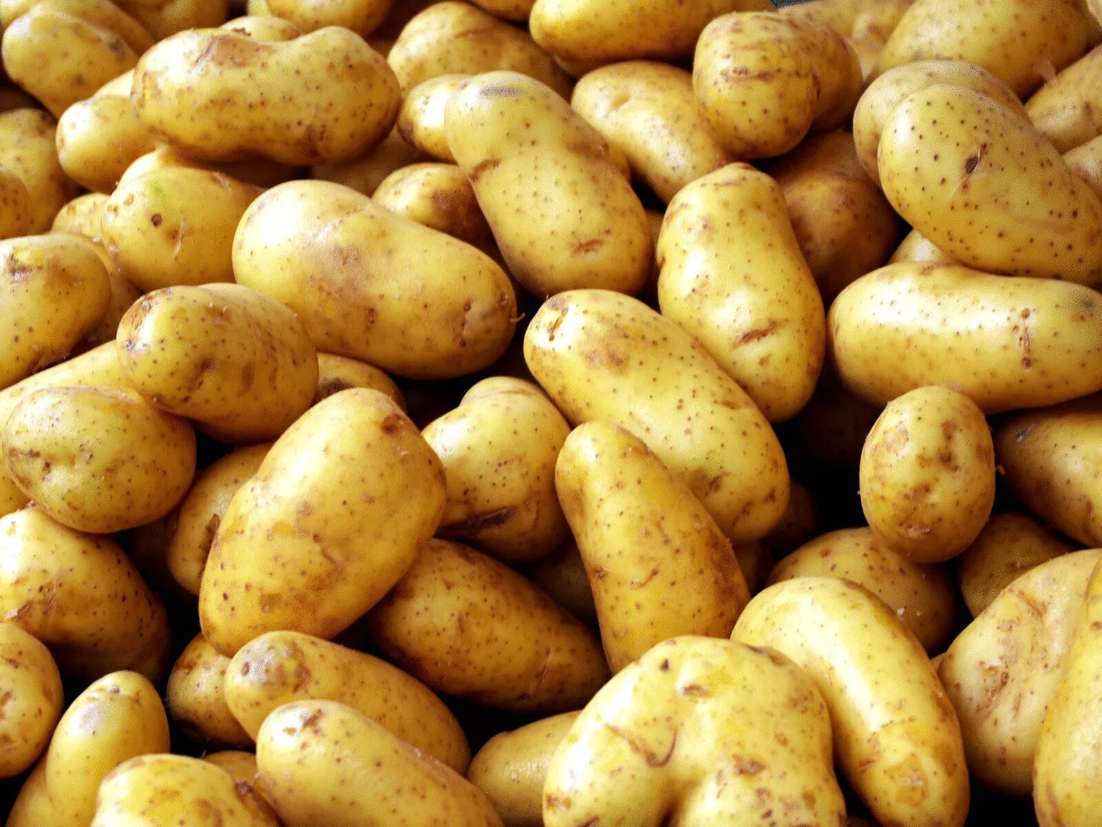 Photo potato