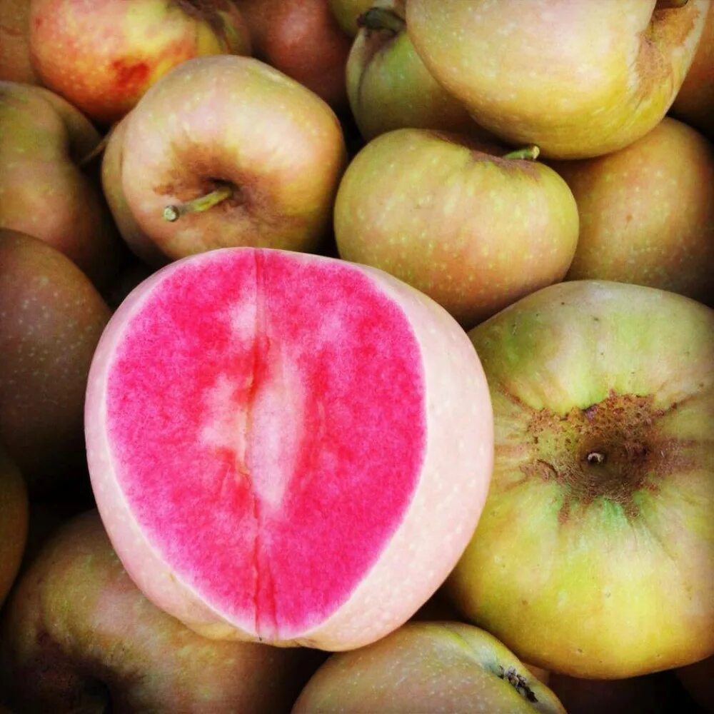 Какие вкусные сорта яблок. Сорт яблок -пинк перл (pink pearl). яблоня красномясая. яблоня пинк перл красномясая. яблоня сорт розовый жемчуг.