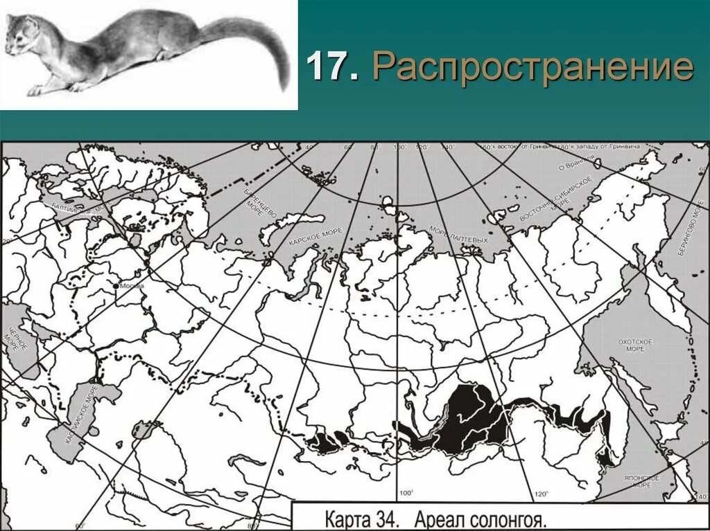 Карты ареалов обитания. Солонгой ареал обитания. европейская норка ареал обитания. норка американская ареал обитания. ласка ареал обитания в россии.