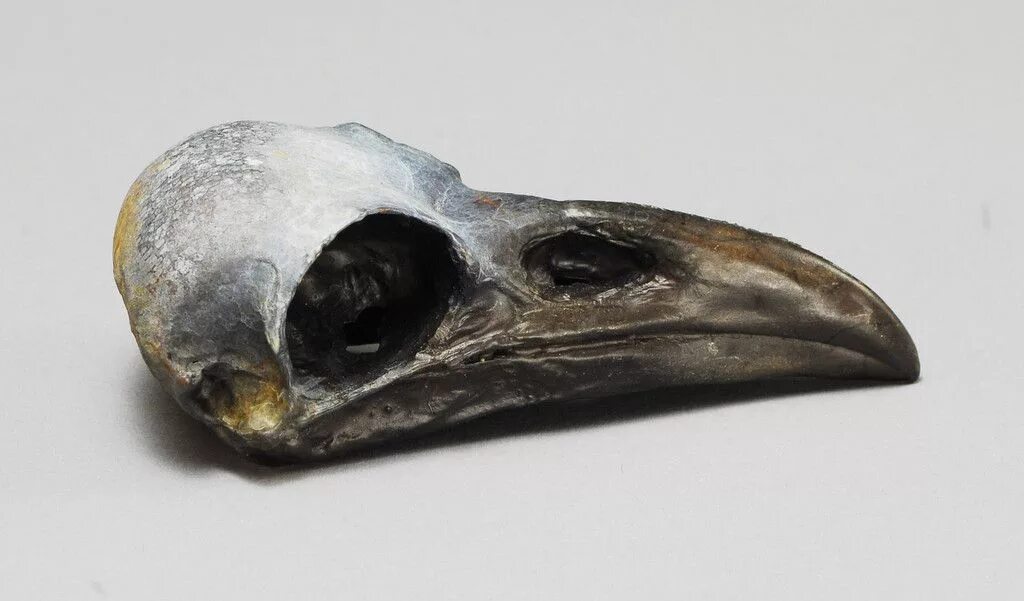 Бруклин бонс группа фото. Bone crew 2018. Crow bone. Bone crew 2018. Bone crew.