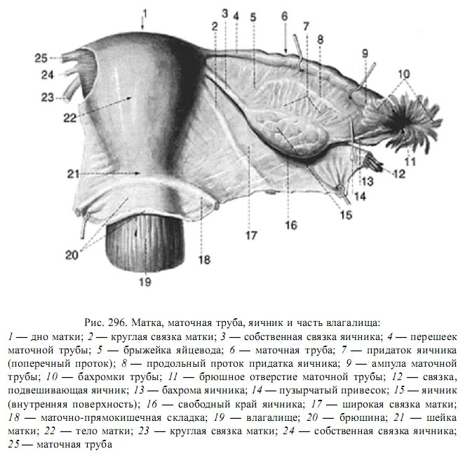 Строение яичника анатомия. Брыжейка маточной трубы на латыни. Брыжейка маточной трубы. Широкая связка матки анатомия. Вены матки, маточной трубы, яичника.