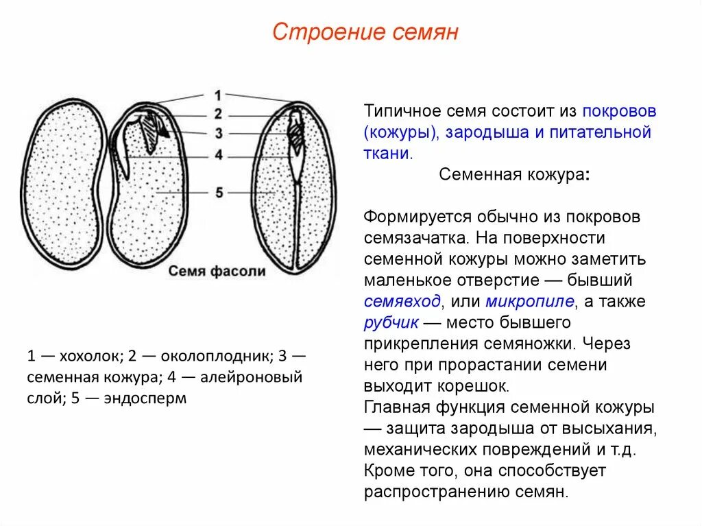 Семя состоит из семенной. Строение семени микропиле. Семя фасоли зародыш семенная кожура. Строение семени и зародыша фасоли обыкновенной. Строение семени семенная кожура.