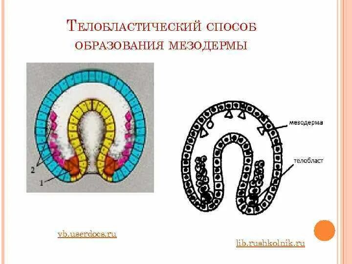 Стадия мезодермы. Стадия мезодермы