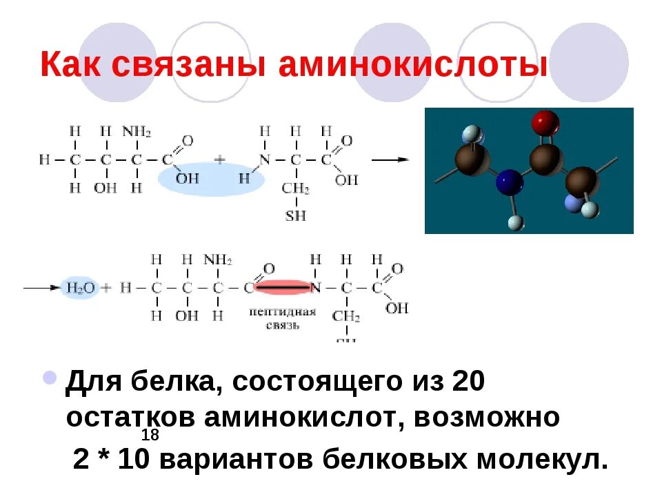 Свойства и функции состоят из аминокислот. Из чего состоят аминокислоты. аминокислотный остаток. остатки аминокислот. остаток аминокислоты.