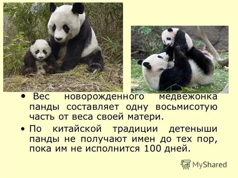 Большая панда катюша. Презентация на тему Панда. Вес большой панды. Большая Панда или бамбуковый медведь.