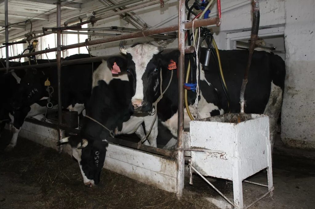 Спк барнаул. Спк колхоз имени калинина бийский район алтайский край. Стимул барнаул. Спк барнаул. Спк барнаул.