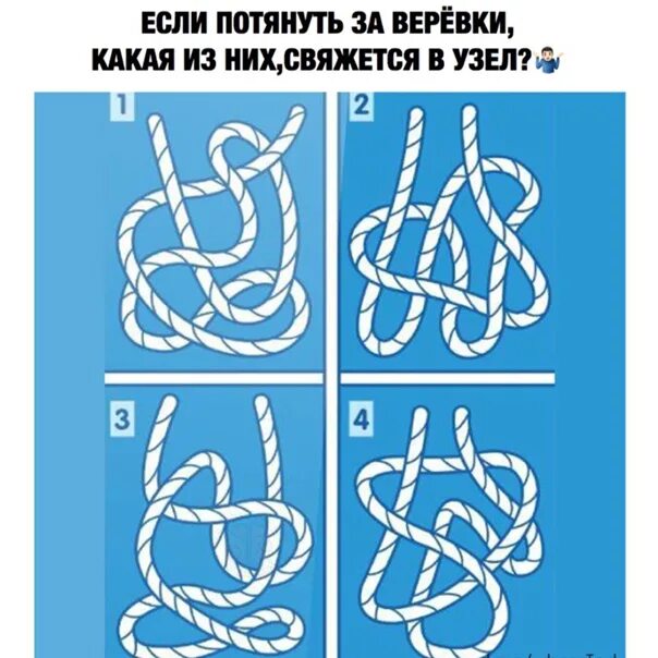 Почему образуются узлы. Сколько узлов завяжется. Сколько веревочек на рисунке. Сколько узлов завяжется если потянуть за концы. Если потянуть за веревку сколько узлов завяжется.