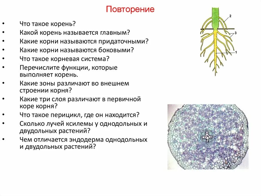 Повторился корень. Какой корень называется главным. Морфология корня. Какую функцию выполняют придаточные корни. Основные задачи корня.