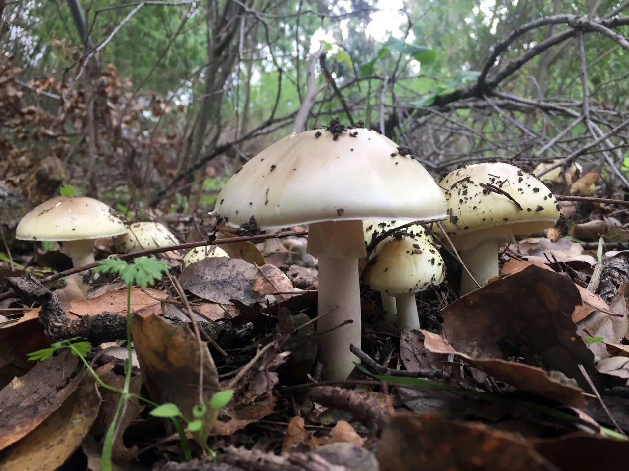 Два ядовитых гриба. Поганки грибы ядовитые. Поганка Сибирская гриб. Черная поганка гриб. Лесные грибы поганки.