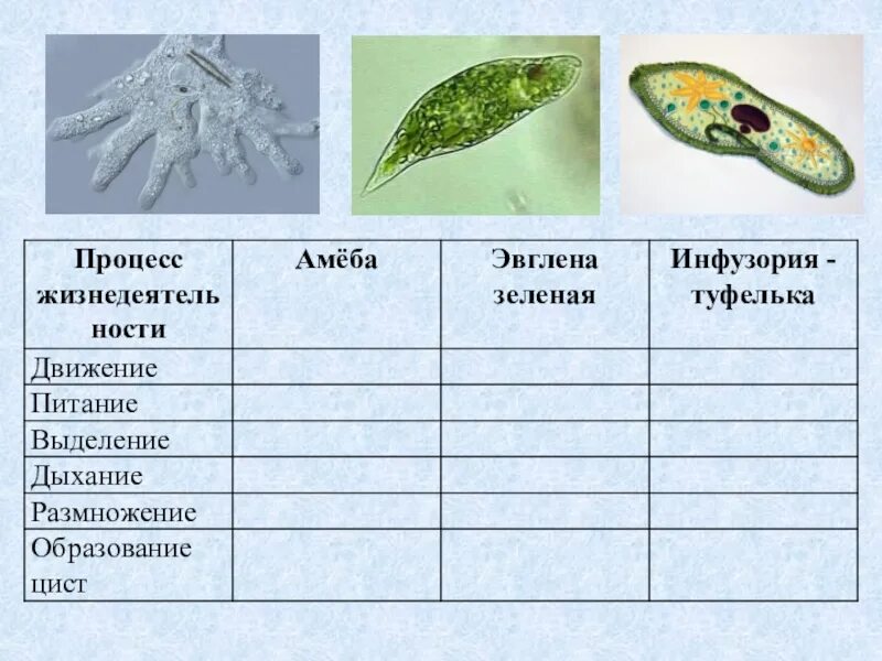 Строение типа простейшие. Таблица по биологии 7 класс инфузории. Таблица по биологии 7 класс про инфузорию туфельку. Таблица по биологии 7 класс класс амёба простейшие. Таблица по биологии 7 класс одноклеточные простейшие животные.