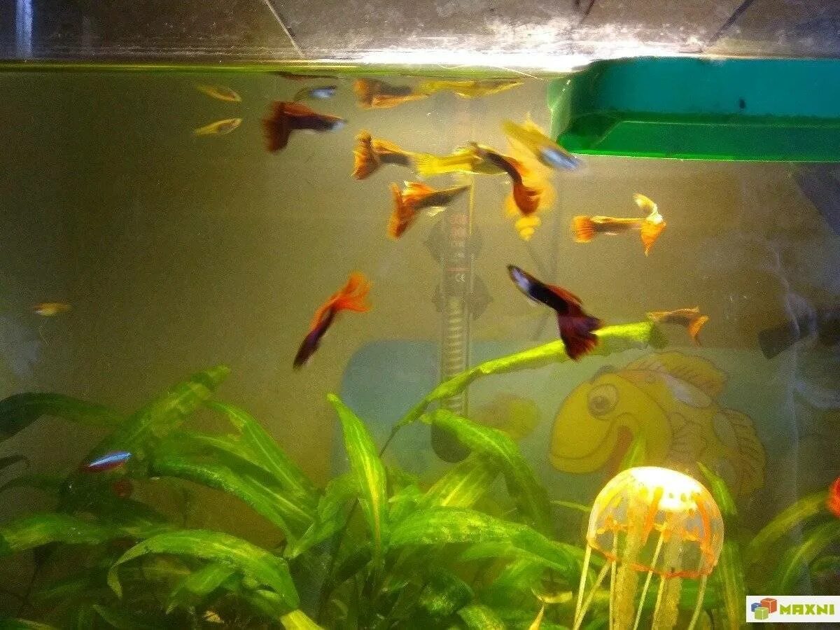 Содержание гуппи в аквариуме. Аквариумные рыбки губи. Содержание гуппи в аквариуме. Гуппи в аквариуме. Рыбки гуппи в аквариуме.