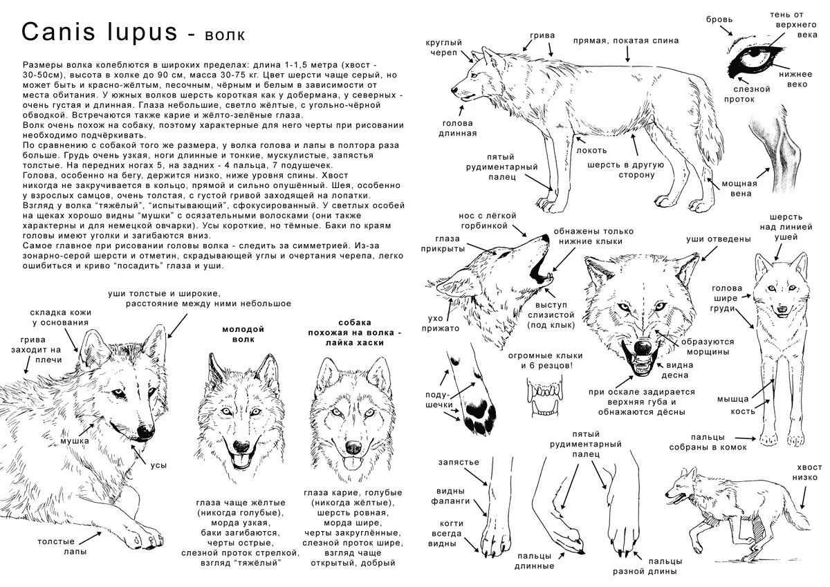 How to wolf