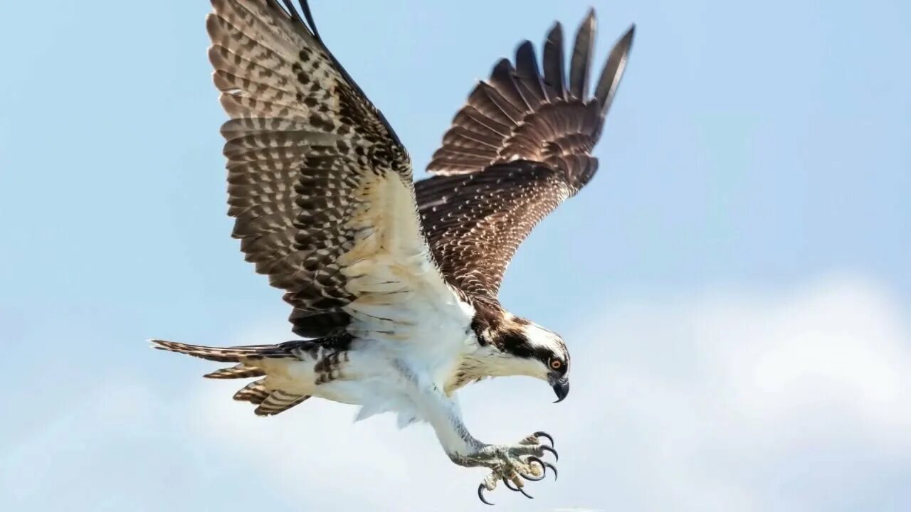 Скопа птица. Птица в полете. Орел европейский. Скопа крылья. Морской ястреб скопа.